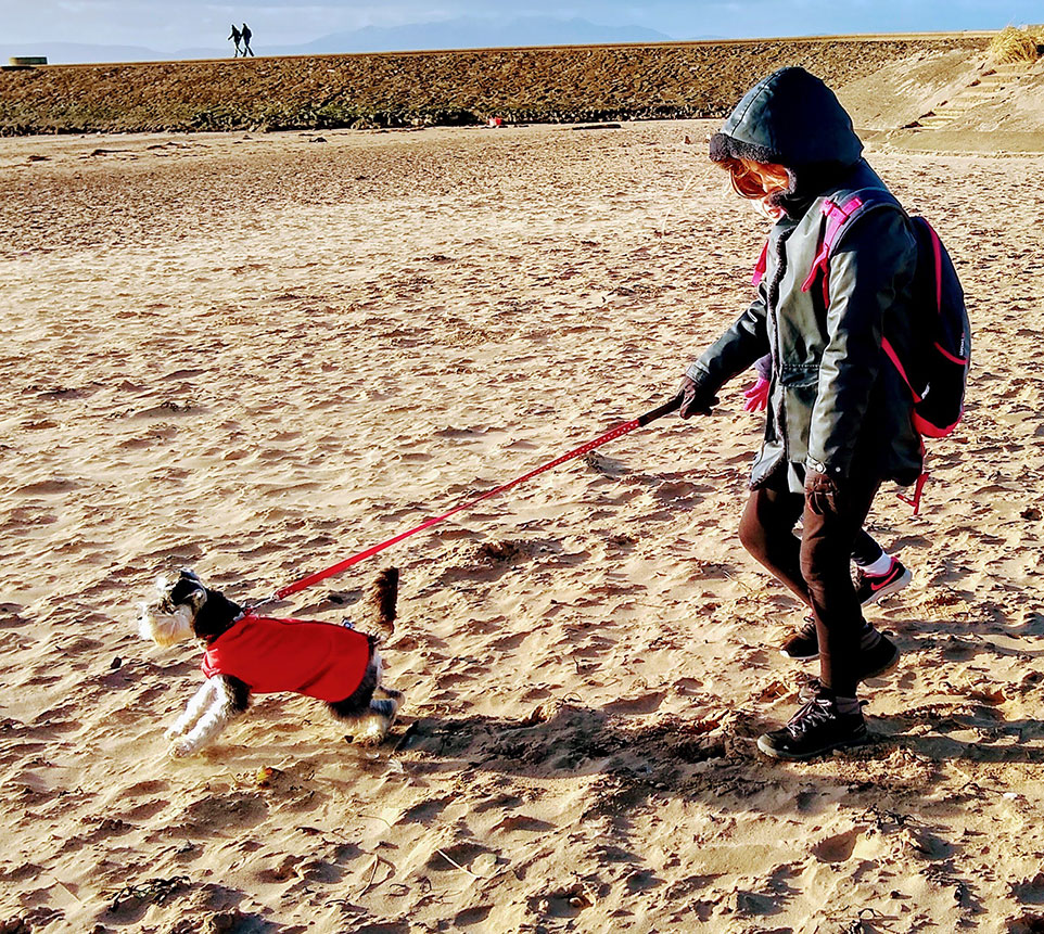 A girl walking a dog on a beach. The girl has a hood up and a backpack. The dog is a schnauzer wearing a red dog jacket.